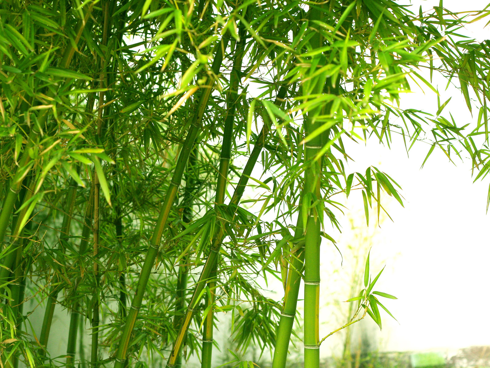 bamboo tree wallpapers